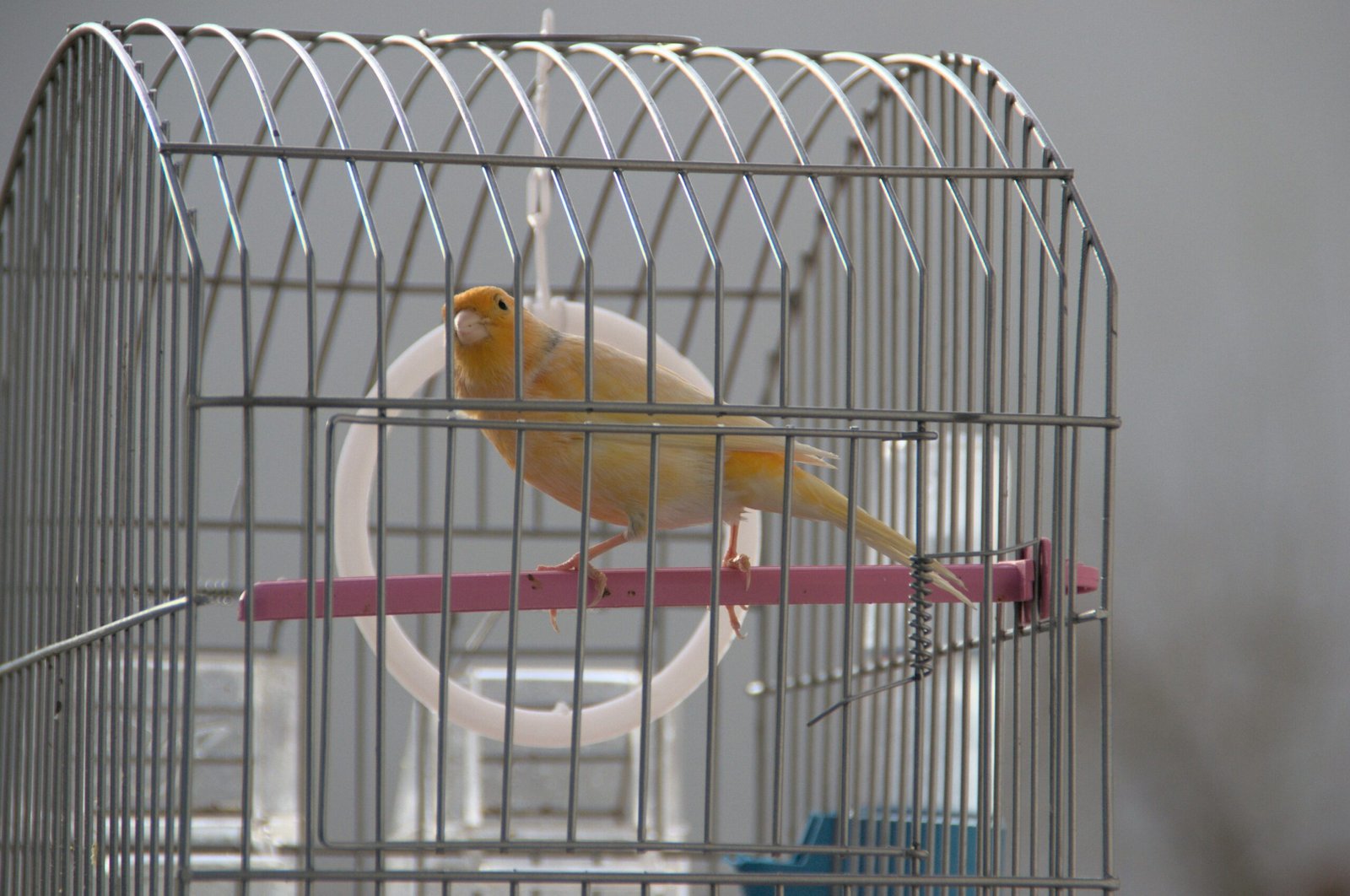 Ideal Placement of Canary Cages (image credits: wikimedia)