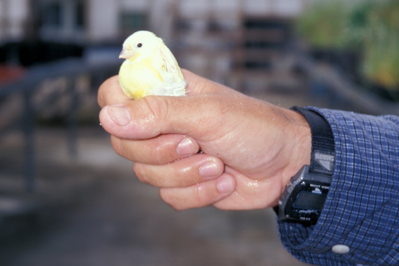 Interactions: Gentle, Not Startling (image credits: wikimedia)