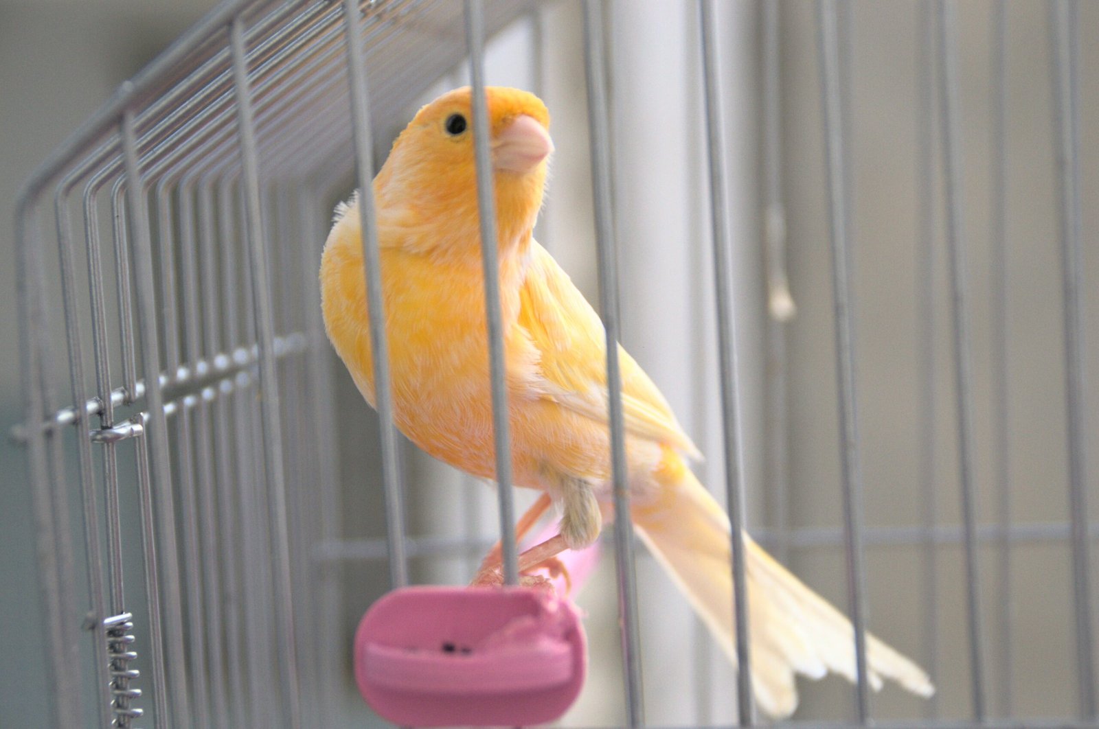 Other Pets and Household Dynamics (image credits: wikimedia)