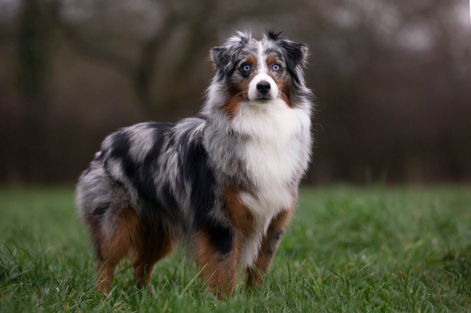 Australian Shepherd (image credits: wikimedia)