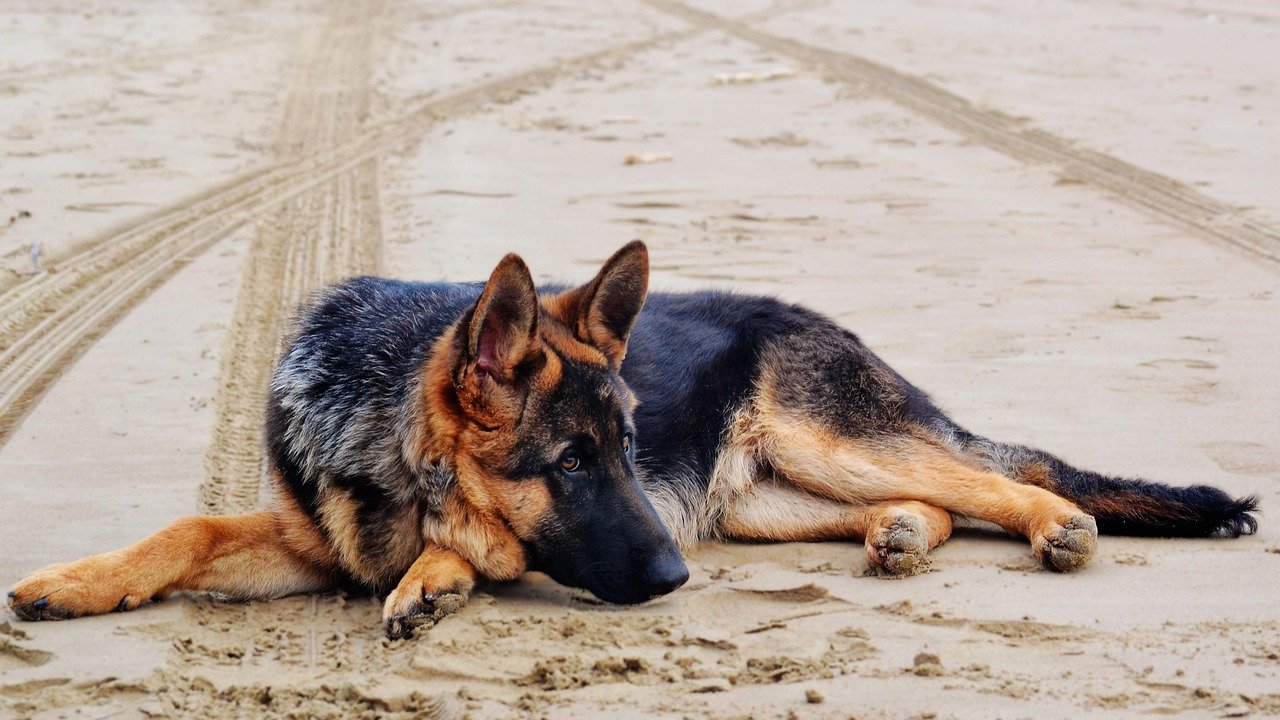 German Shepherd (image credits: pixabay)