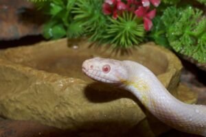 Why Corn Snakes Thrive in Simple Setups