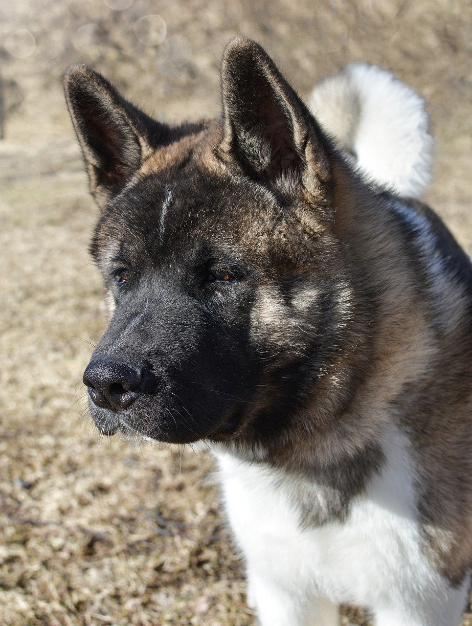 Supervise Interactions with Children and Other Pets (image credits: pixabay)