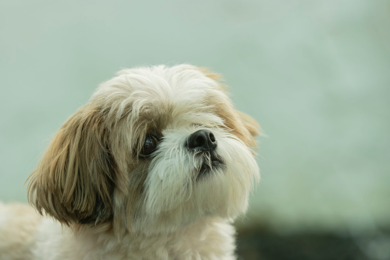 Shih Tzu (image credits: wikimedia)