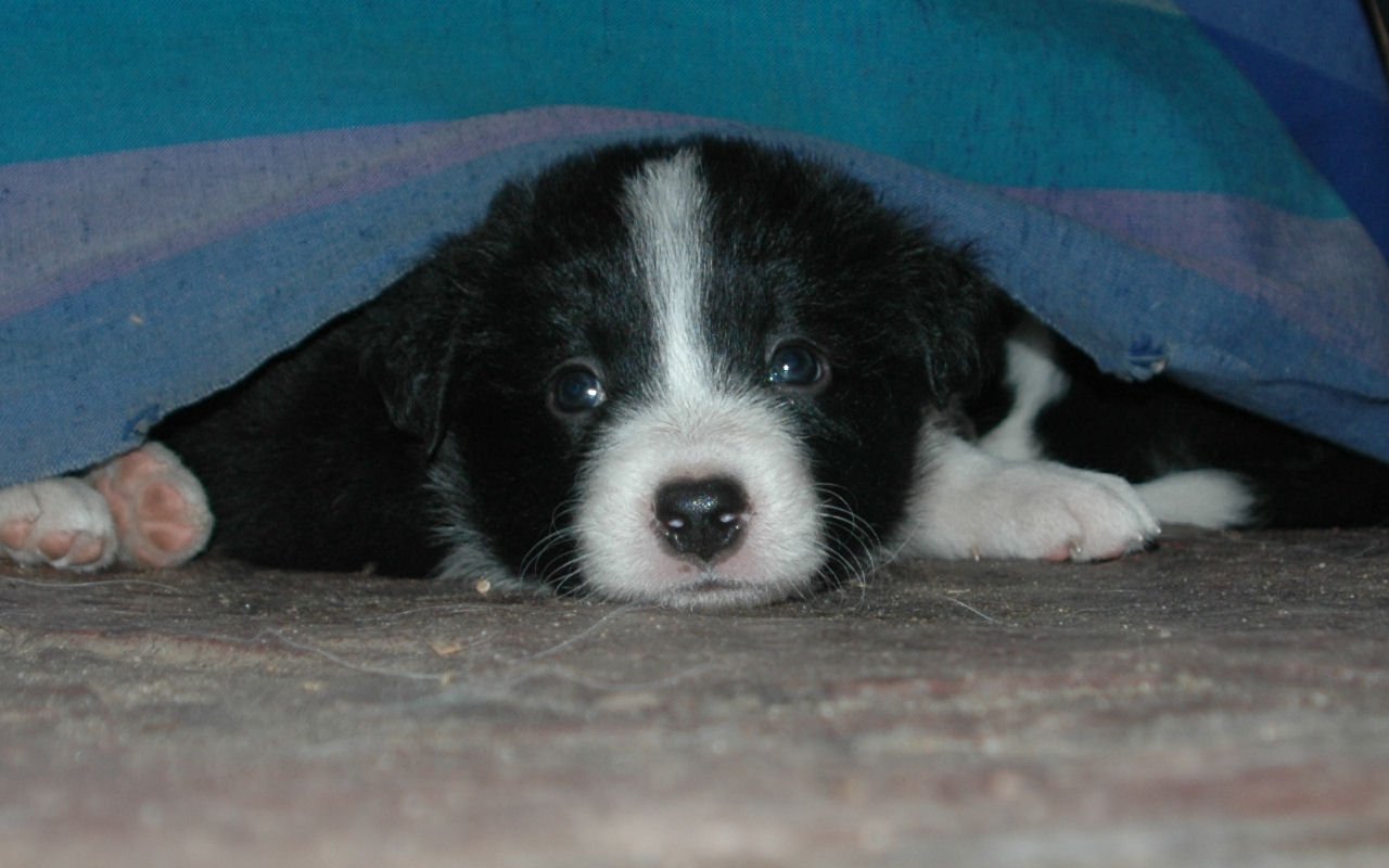 Border Collie (image credits: wikimedia)