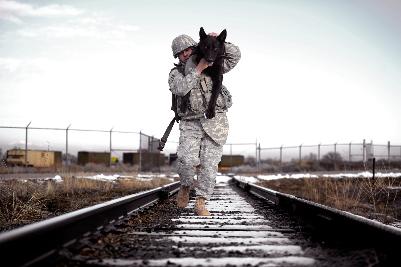 German Shepherd: Loyalty Beyond Measure (image credits: wikimedia)