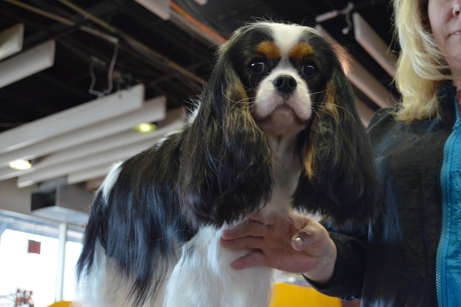 Cavalier King Charles Spaniel: Affectionate Shadows (image credits: wikimedia)