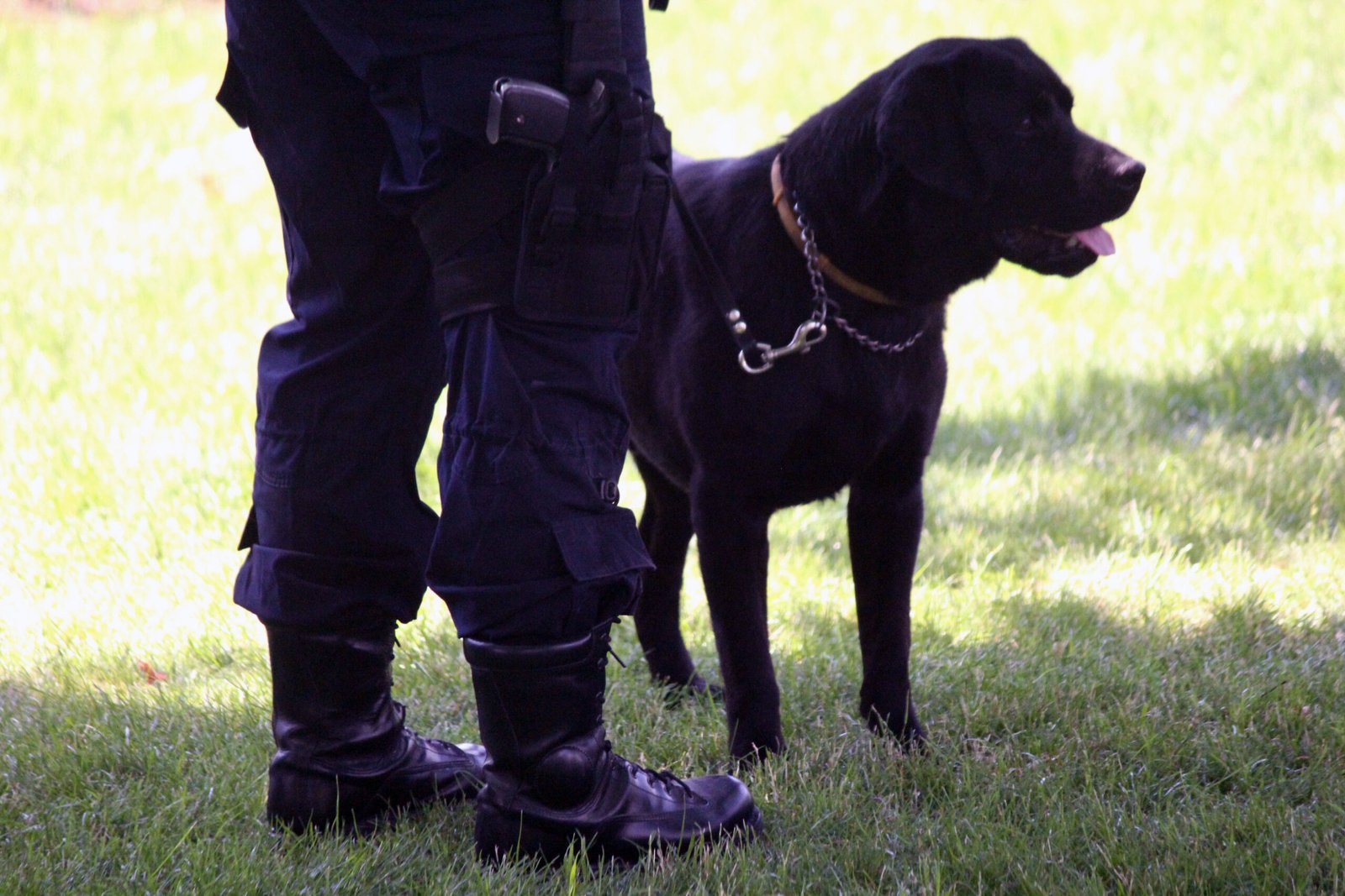 Labrador Retriever: The Gentle Defender (image credits: wikimedia)