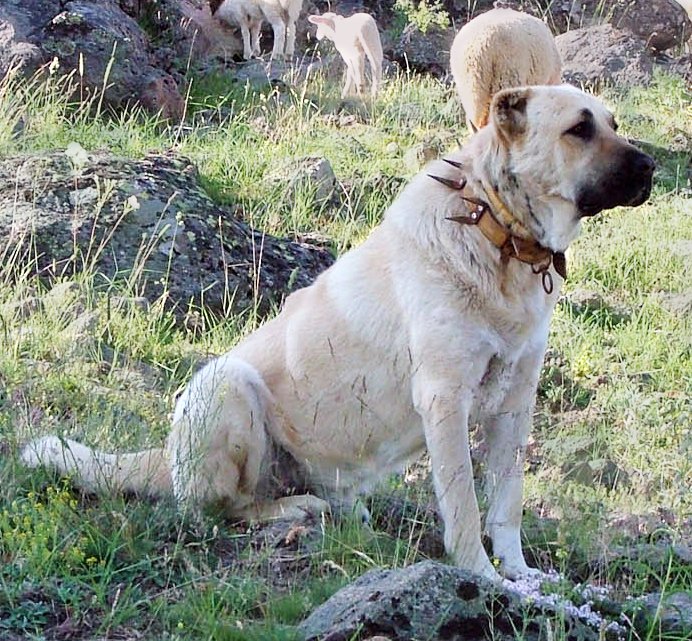 The Instinct to Protect: A Legacy from the Wild (image credits: wikimedia)