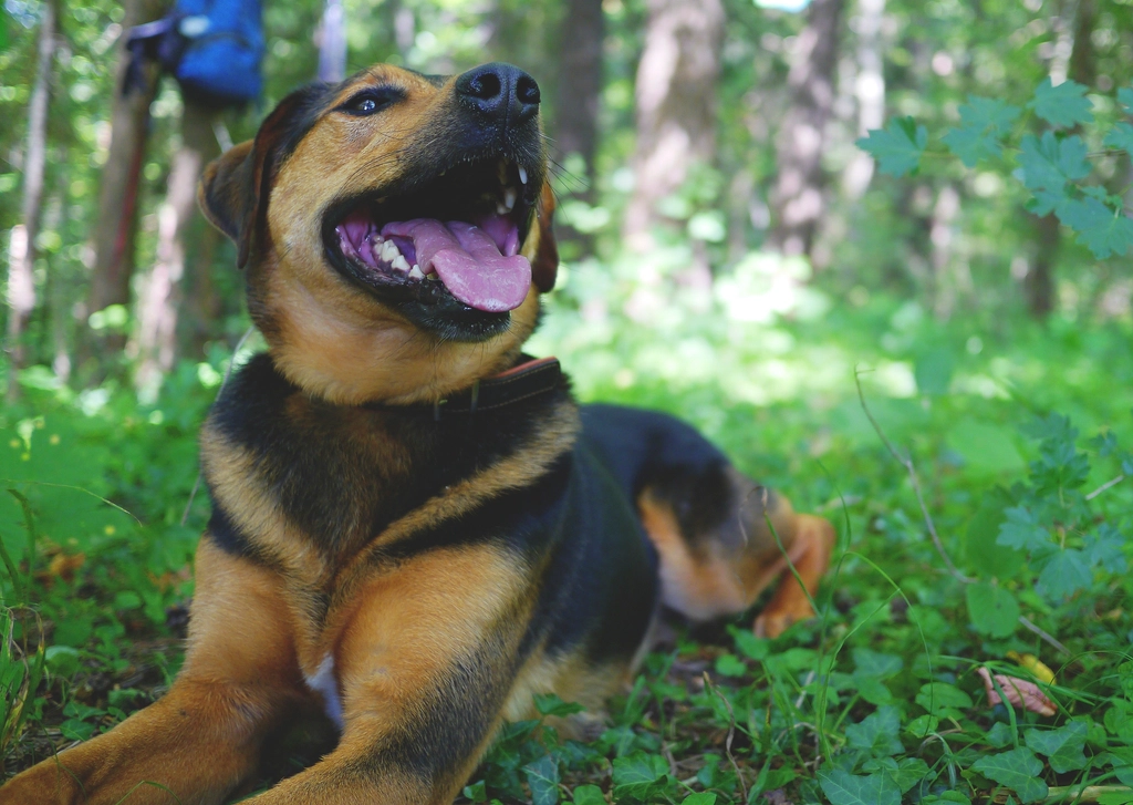 Excessive Panting, Even When Cool (image credits: rawpixel)