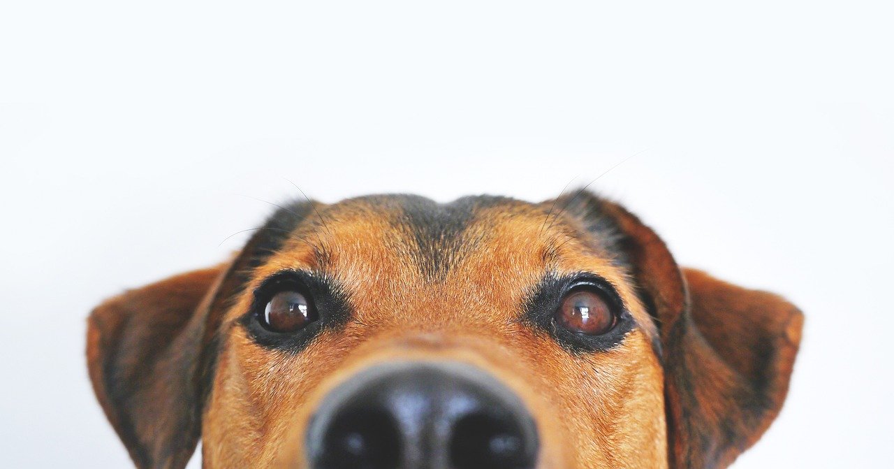 Pinned-Back Ears and Tense Facial Muscles (image credits: pixabay)