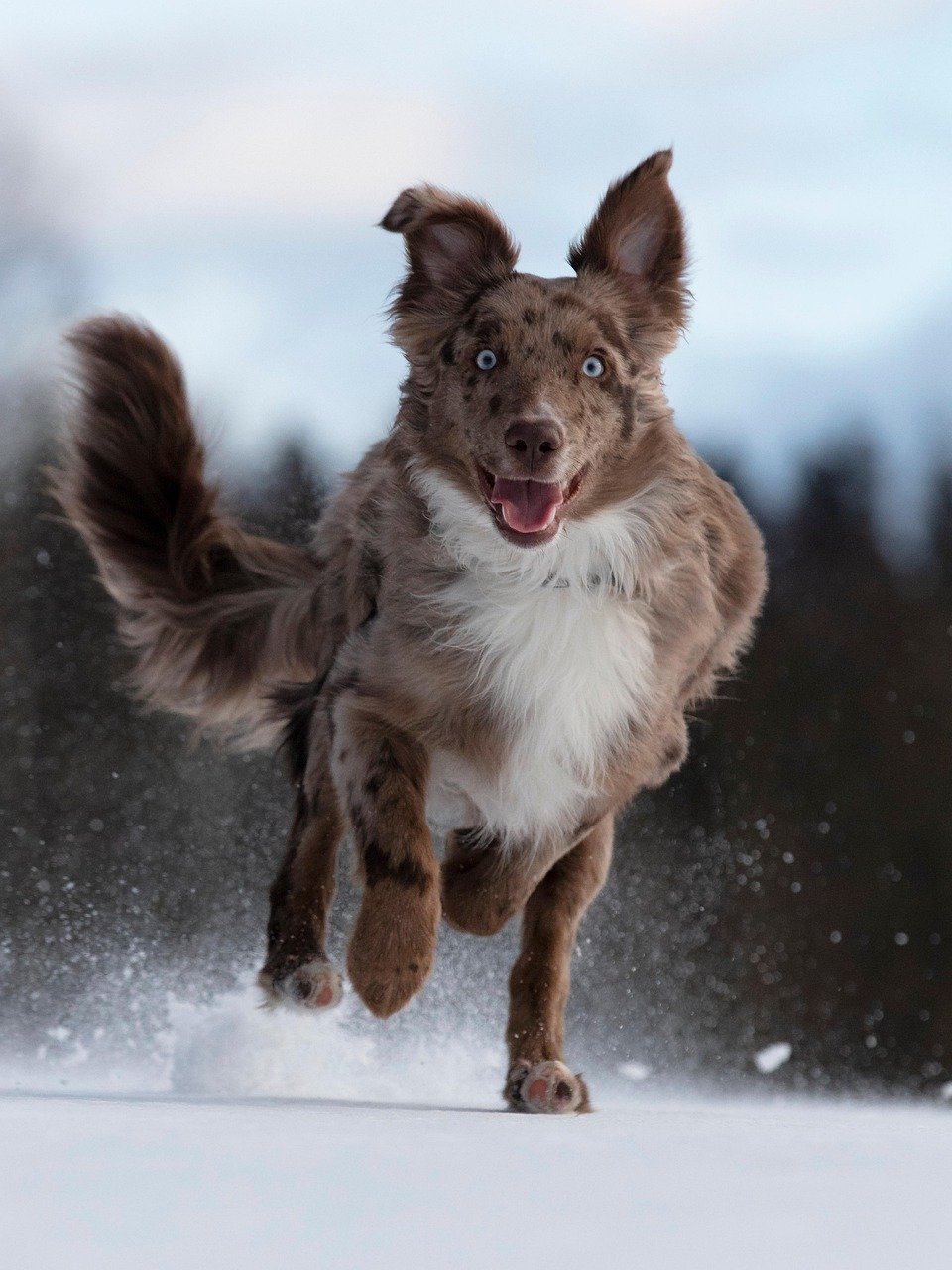 Australian Shepherd: The Energetic Farmhand (image credits: pixabay)