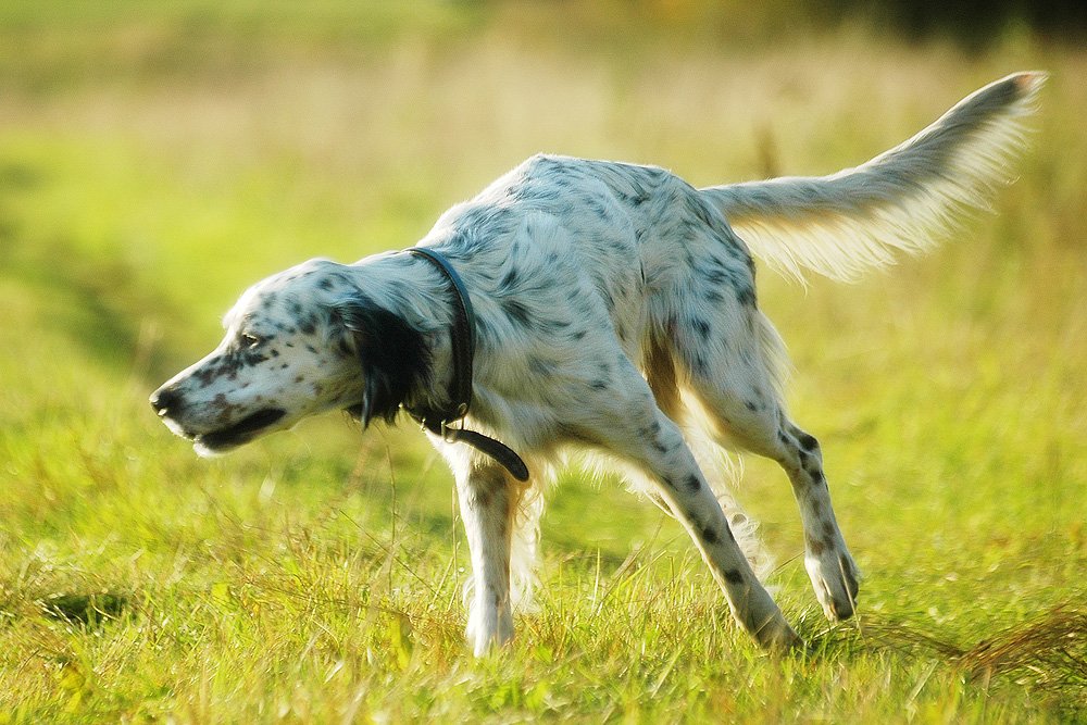 English Setter: The Graceful Hunter (image credits: wikimedia)