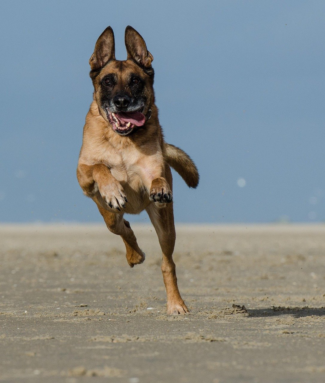 Belgian Malinois: The Tireless Worker (image credits: pixabay)