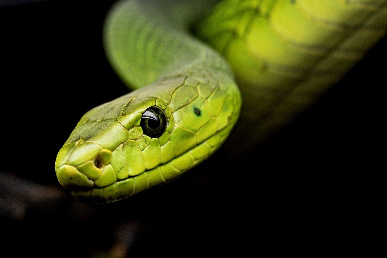 A Jaw Like No Other (image credits: pixabay)