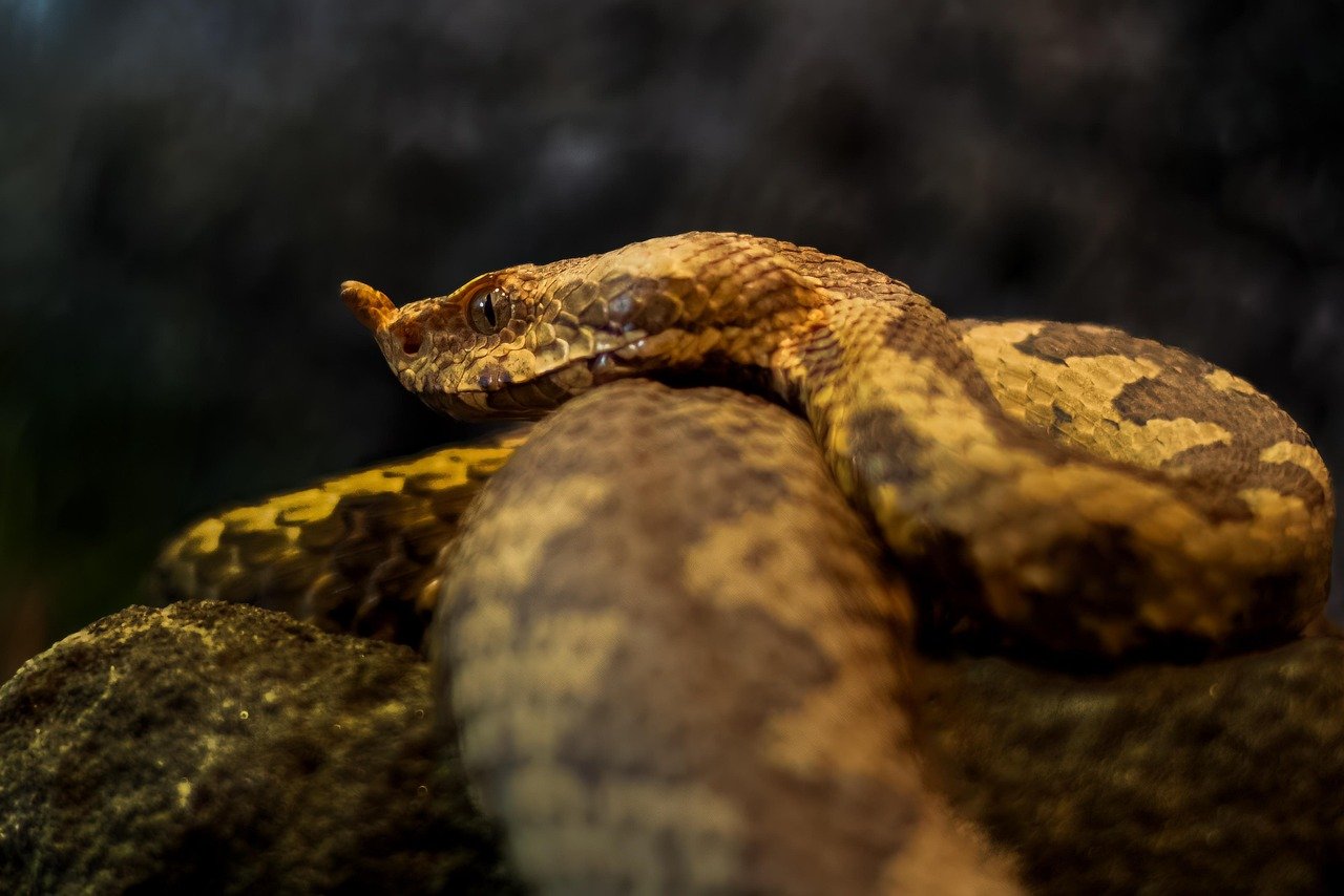 Venom: Nature’s Chemical Weapon (image credits: pixabay)