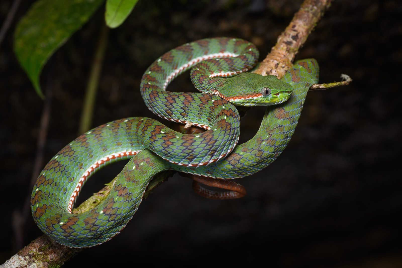 Unusual Feeding Habits (image credits: wikimedia)