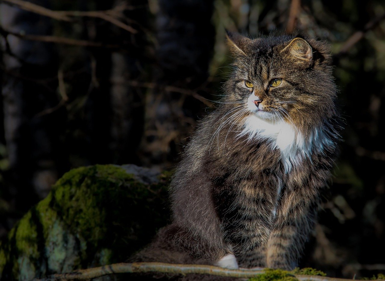 They Require Regular Grooming (image credits: pixabay)