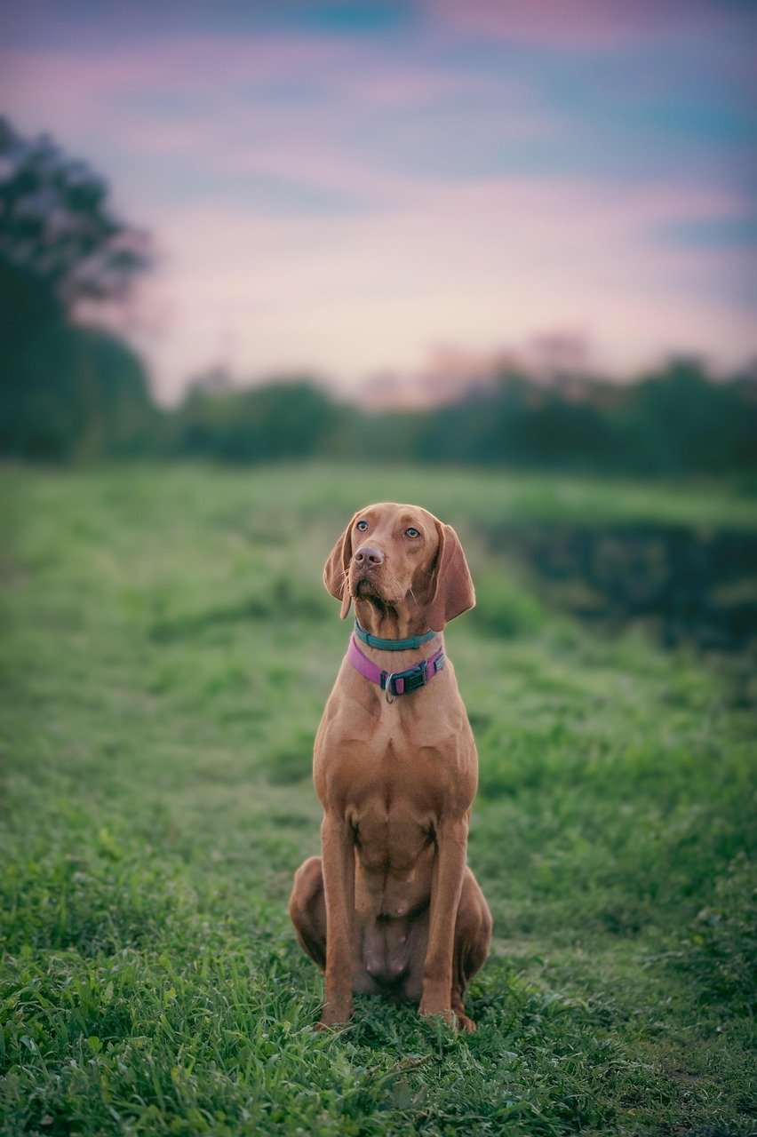 Vizsla: The Velcro Dog (image credits: pixabay)
