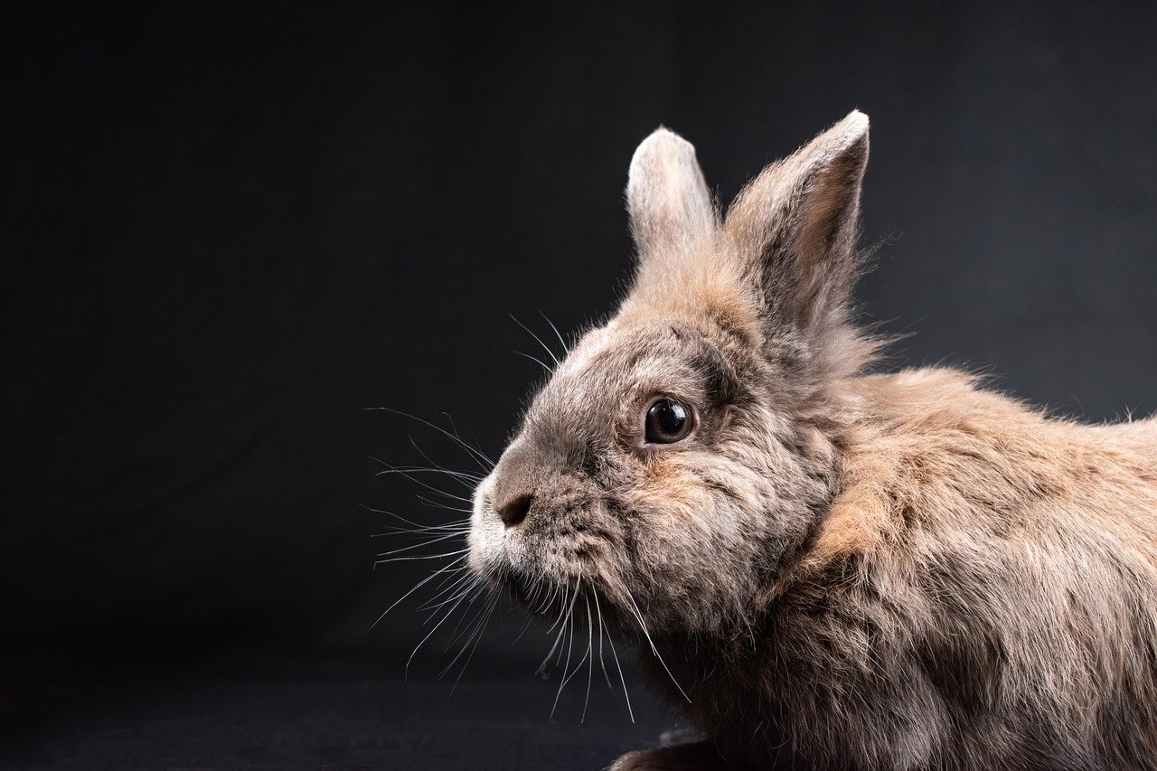Binkies and Zoomies: The Ultimate Happy Dance (image credits: pixabay)