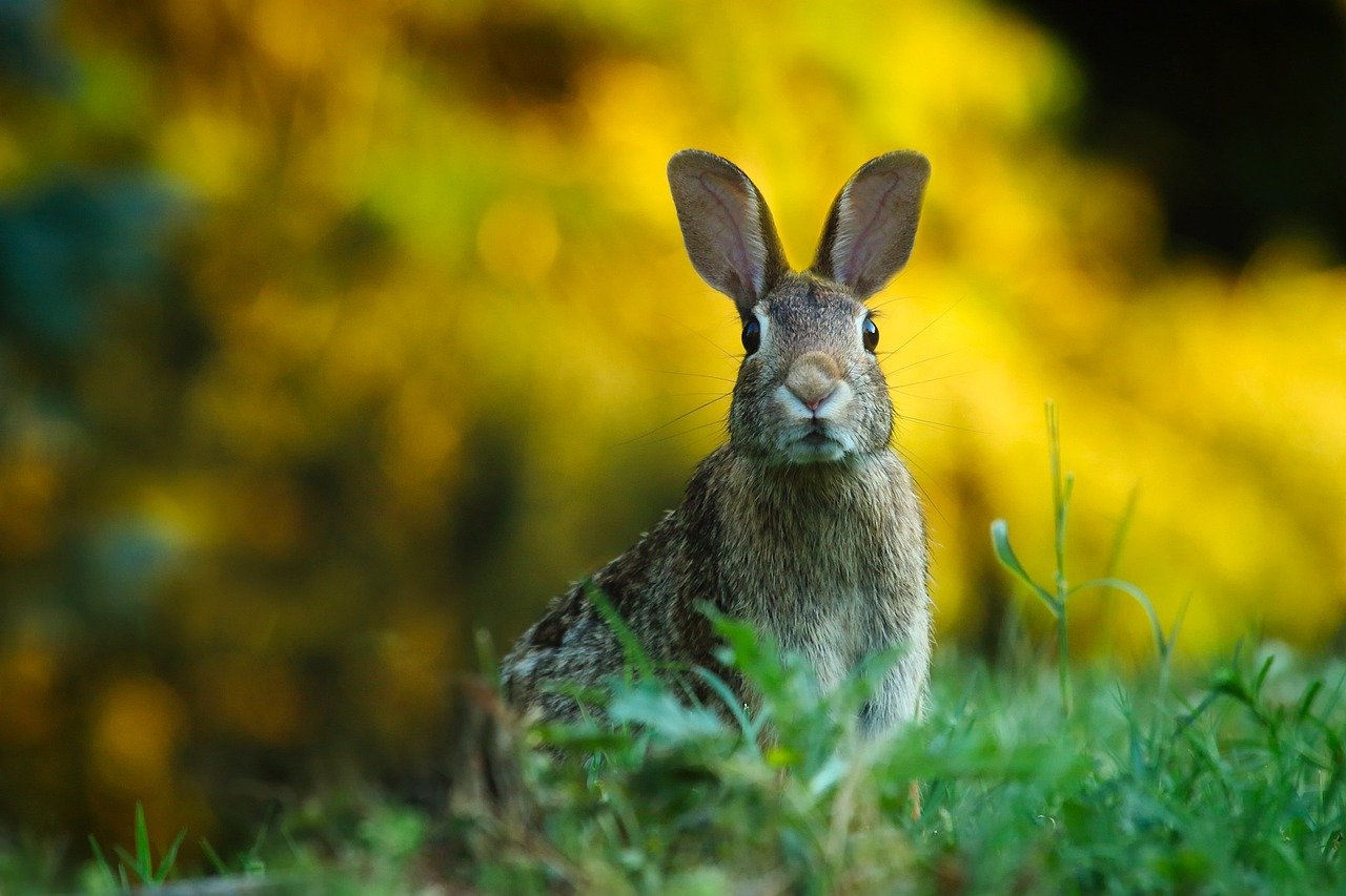 Curiosity and Playfulness (image credits: pixabay)