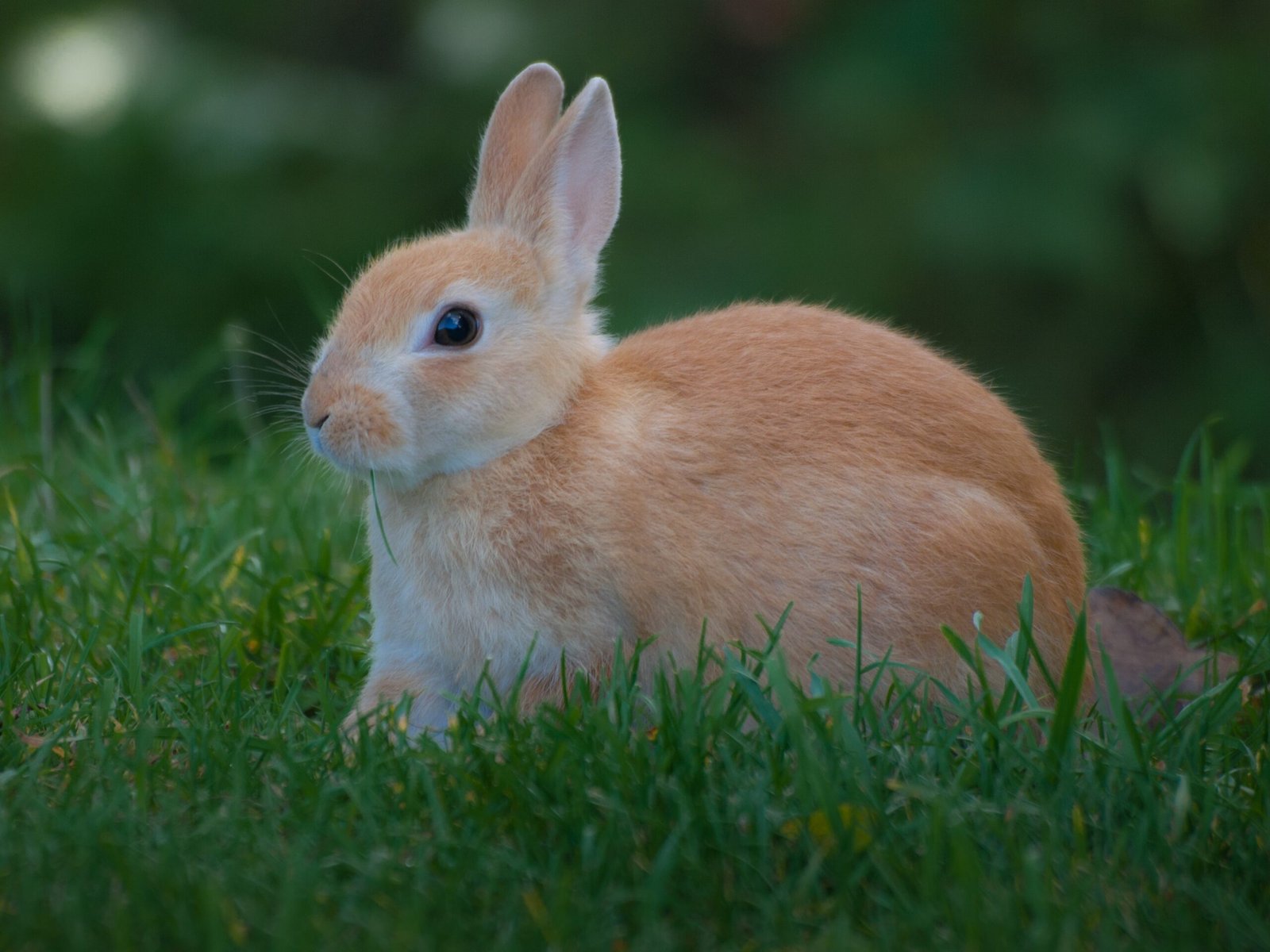 Over-Grooming or Pulling Fur (image credits: wikimedia)
