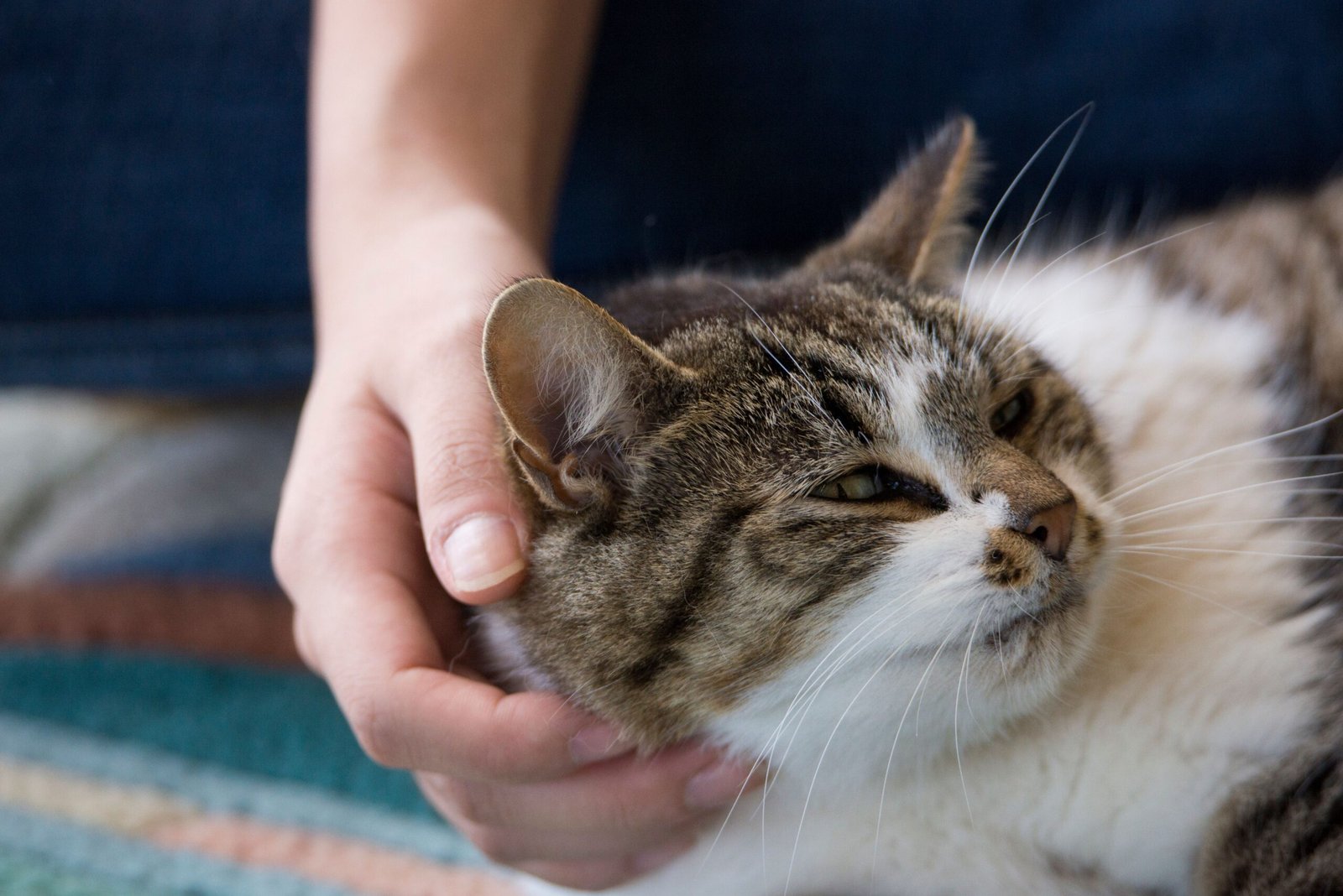 Petting Them the Wrong Way (image credits: wikimedia)