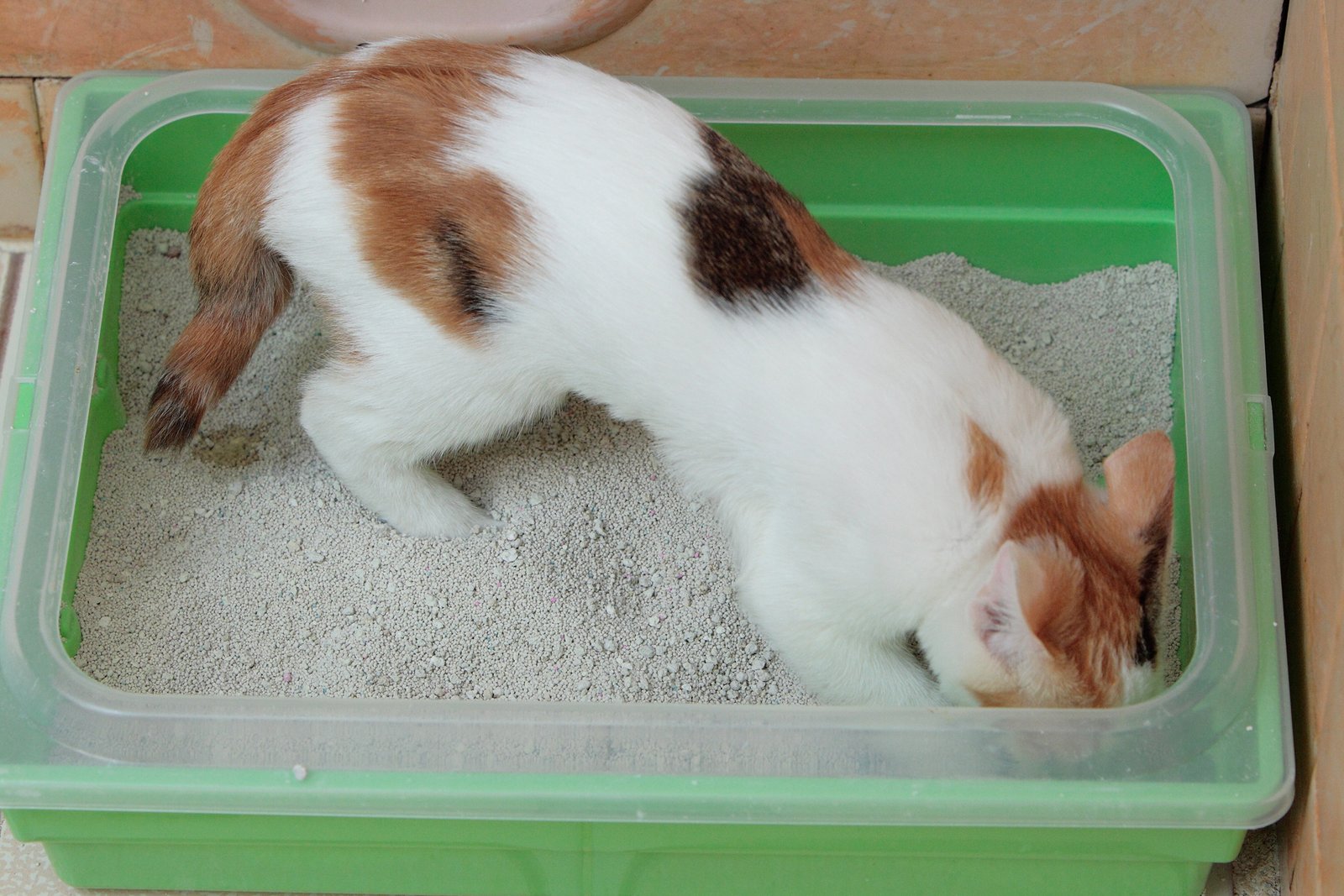 Neglecting Their Litter Box (image credits: wikimedia)
