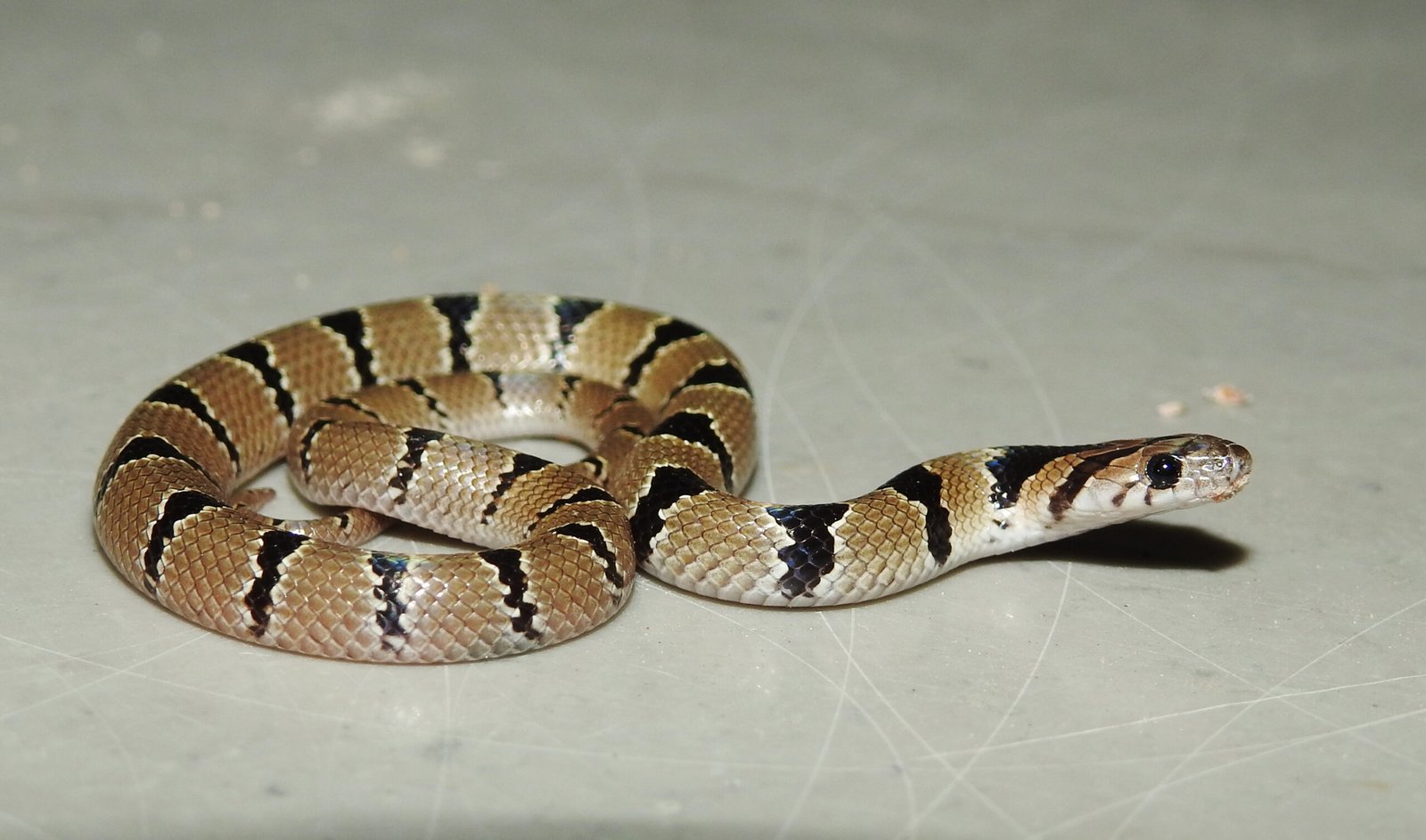 Banded Patterns: Classic Elegance (image credits: wikimedia)