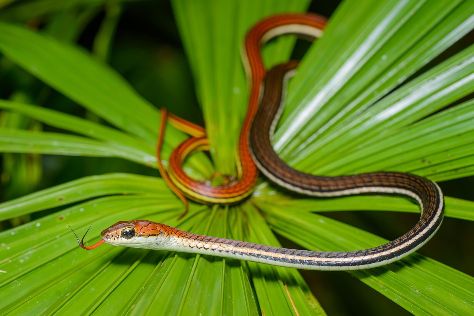 Striped Wonders: Racing Lines of the Reptile World (image credits: wikimedia)