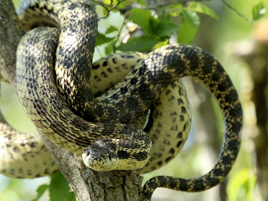 Blotched Beauties: Nature’s Abstract Art (image credits: wikimedia)