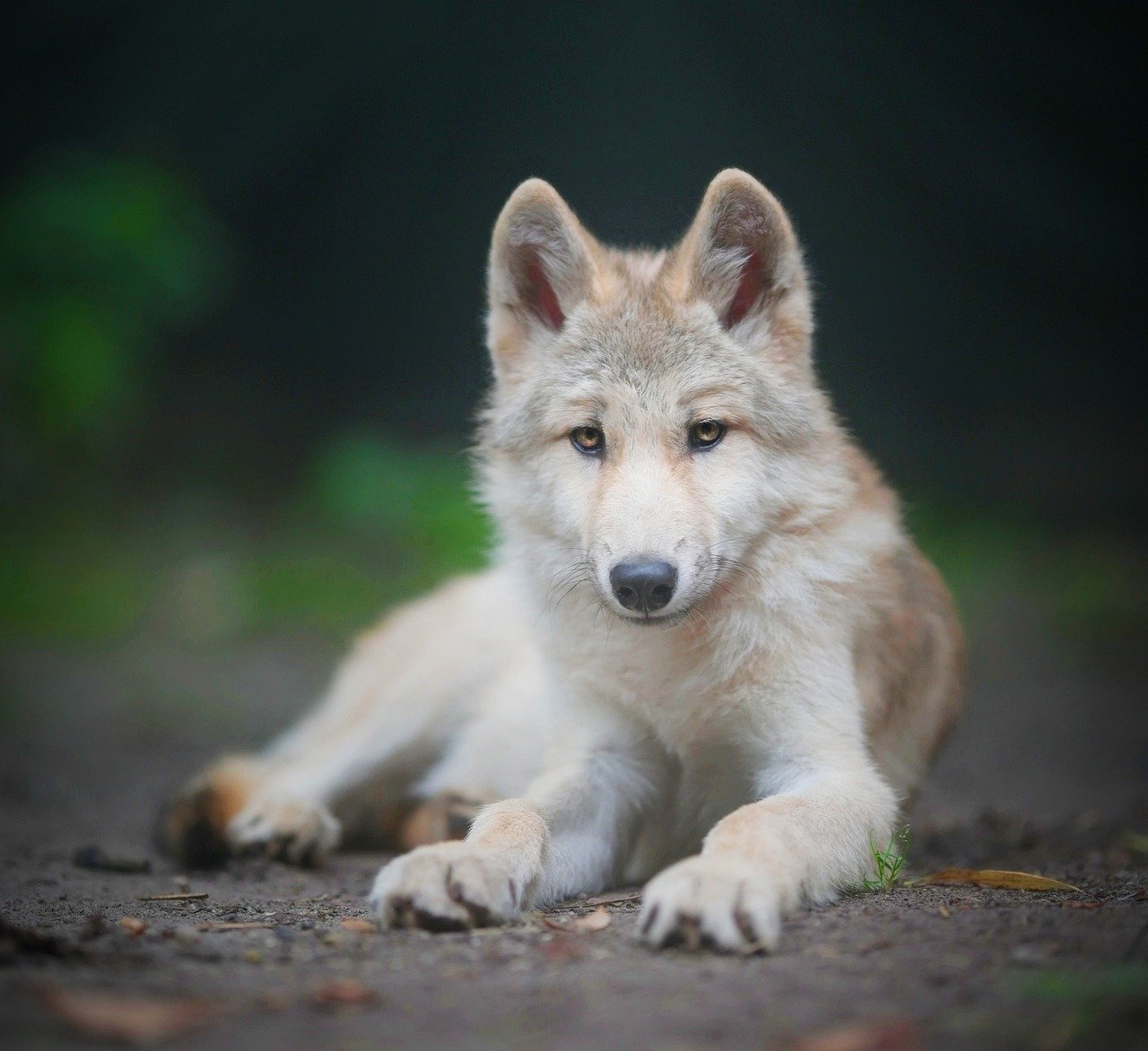Kugsha (American Husky) (image credits: pixabay)