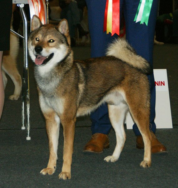 Shikoku (image credits: wikimedia)