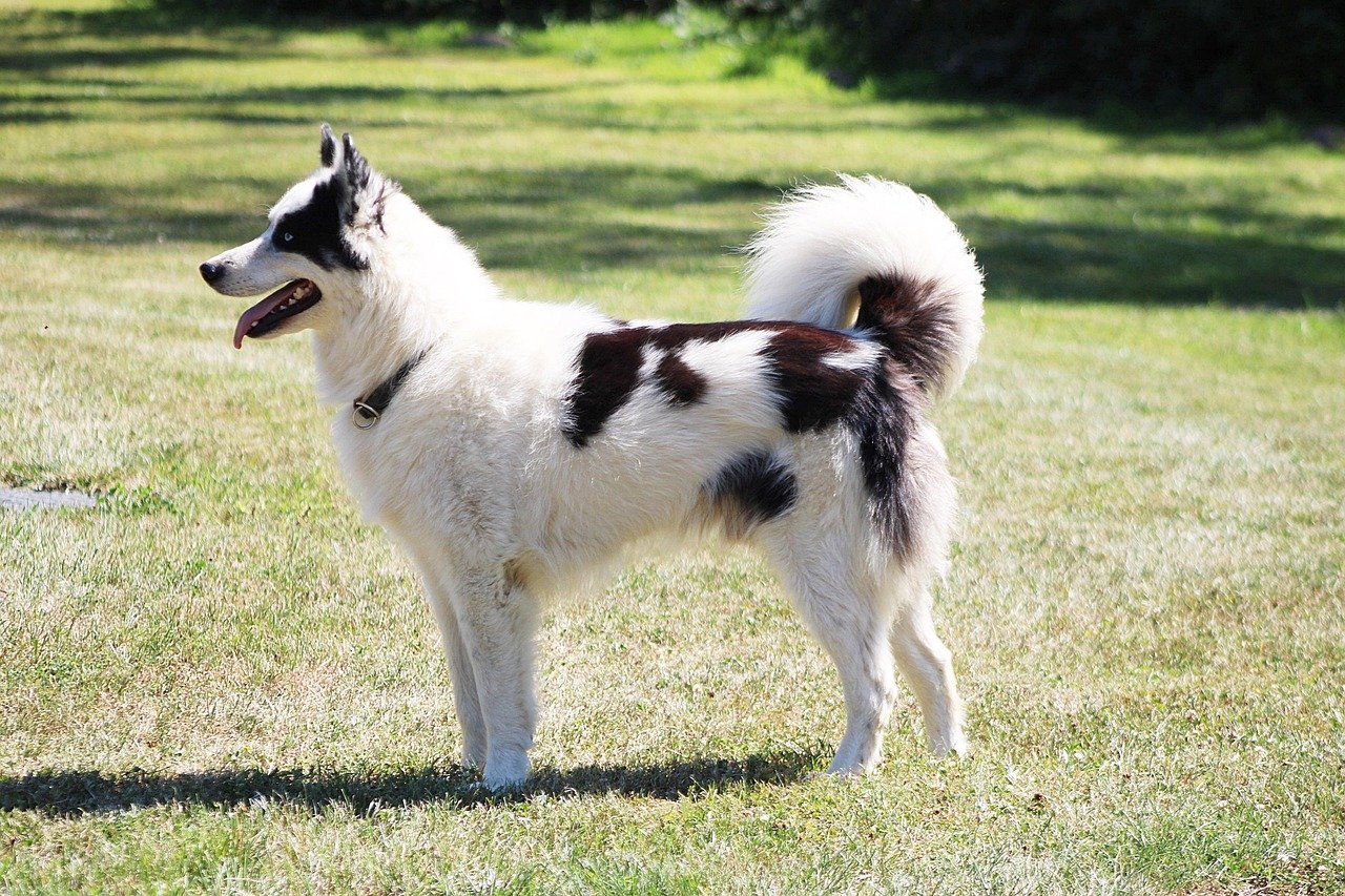 Canadian Eskimo Dog (image credits: pixabay)