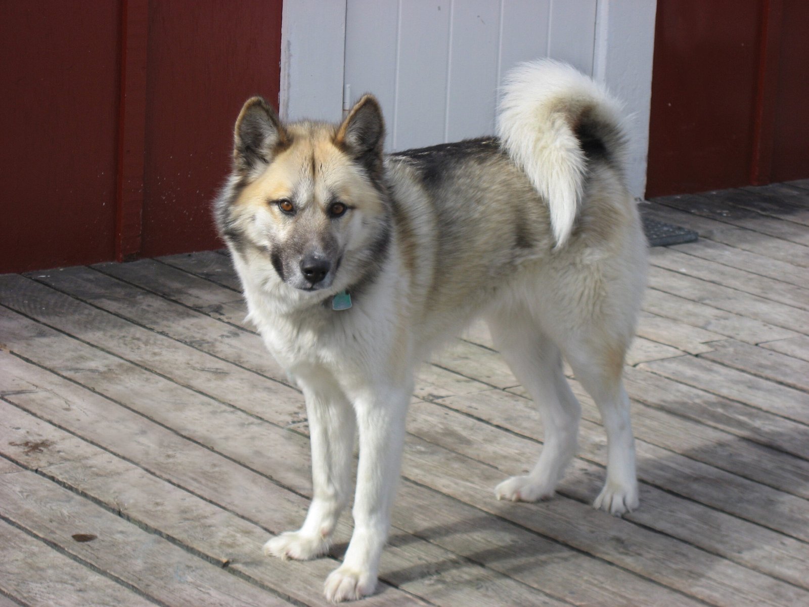 Greenland Dog (image credits: wikimedia)