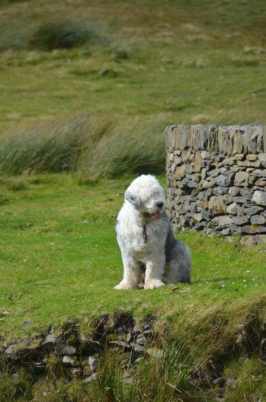 Old English Sheepdog: The Shaggy Sweetheart (image credits: pixabay)
