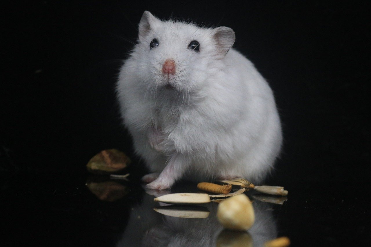 Recognizing Their Owner’s Voice (image credits: pixabay)