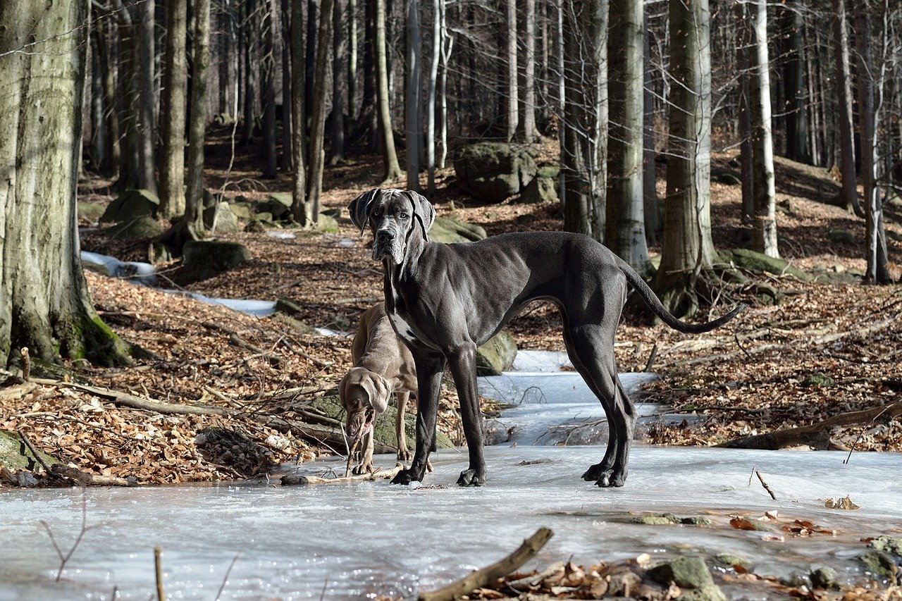 Great Dane: The Lovable Lap Dog (image credits: pixabay)