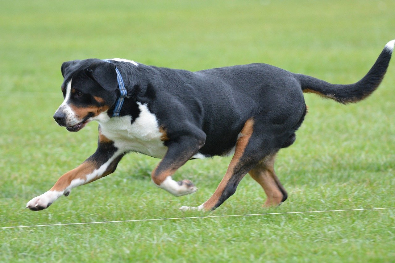 Greater Swiss Mountain Dog: The Loyal Companion (image credits: pixabay)