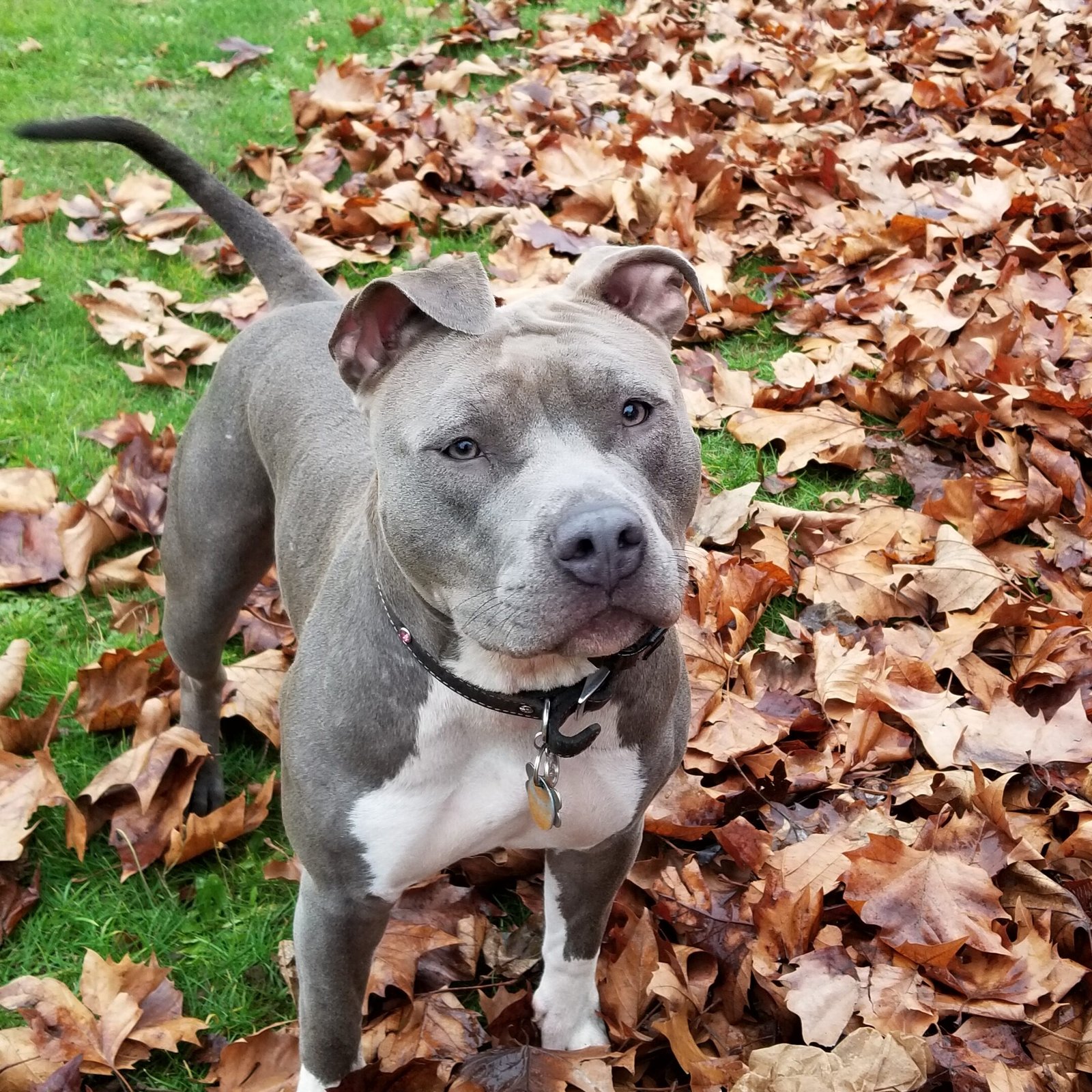 Pit Bulls Are Loyal to a Fault (image credits: wikimedia)