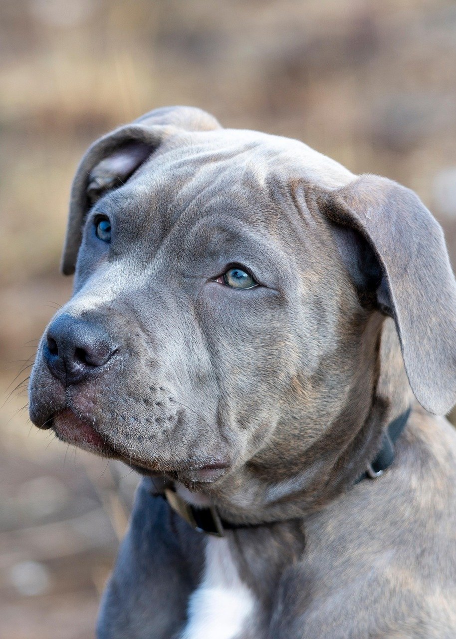 American Pit Bull Terrier: The Loyal Charmer (image credits: pixabay)