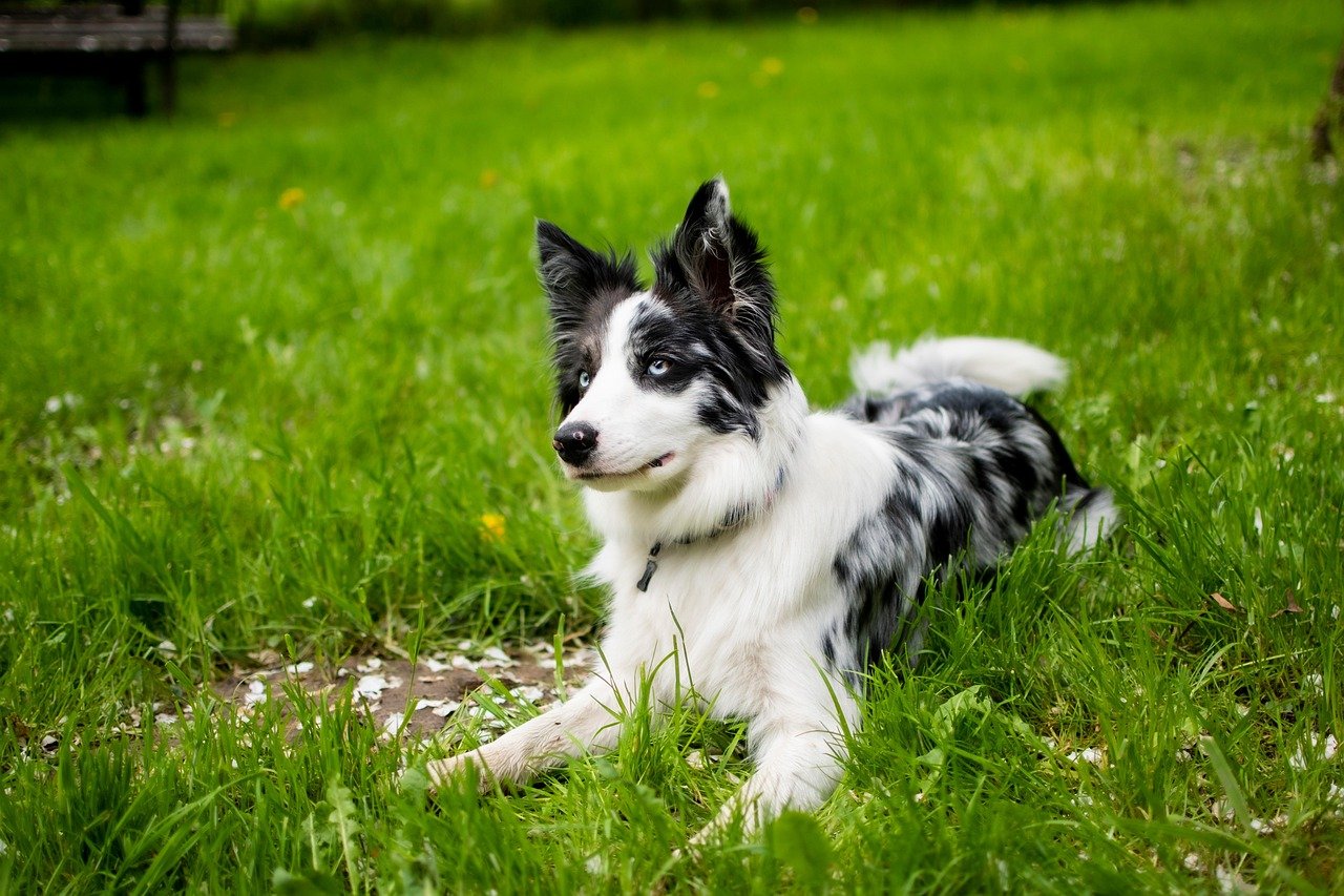Border Collie: The Hypnotic Herding Star (image credits: pixabay)