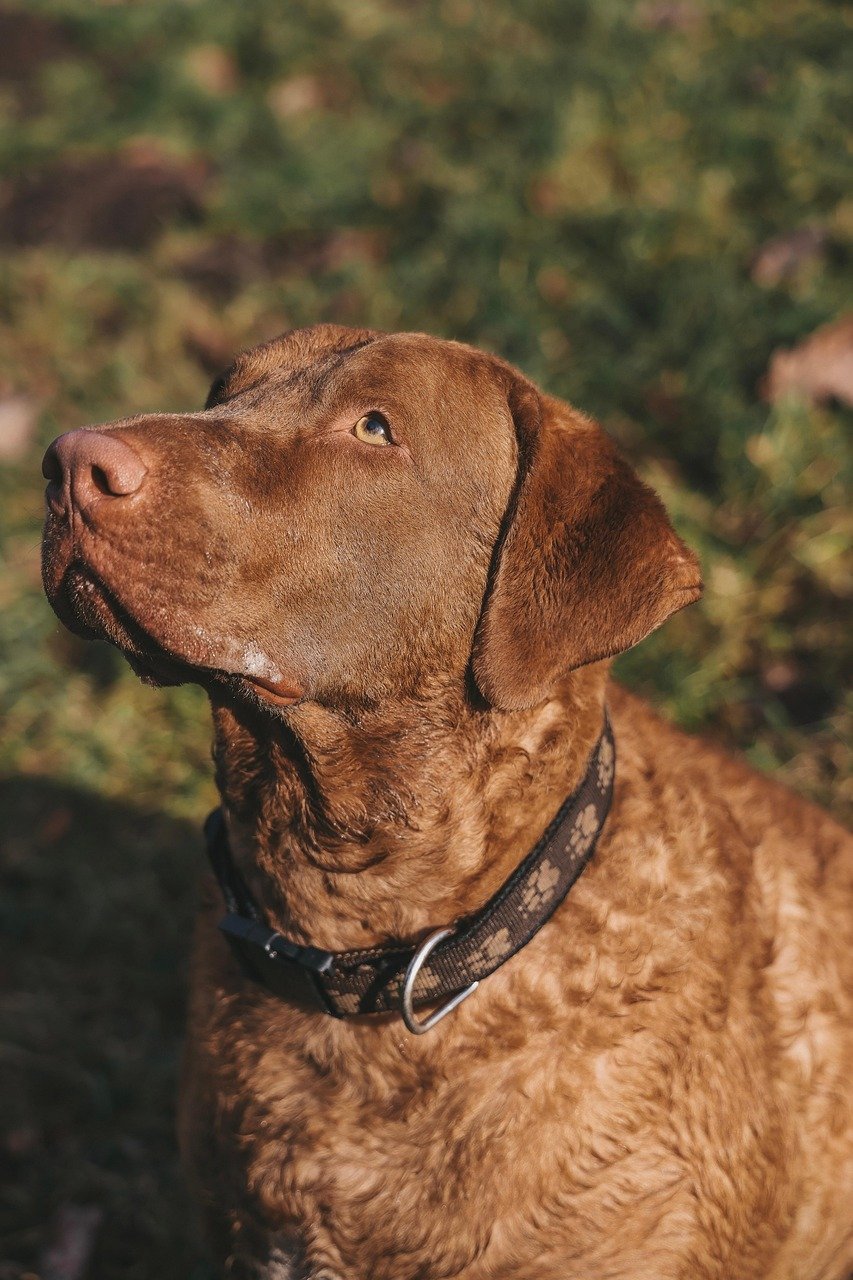 Chesapeake Bay Retriever: The Rugged Water Dog (image credits: pixabay)