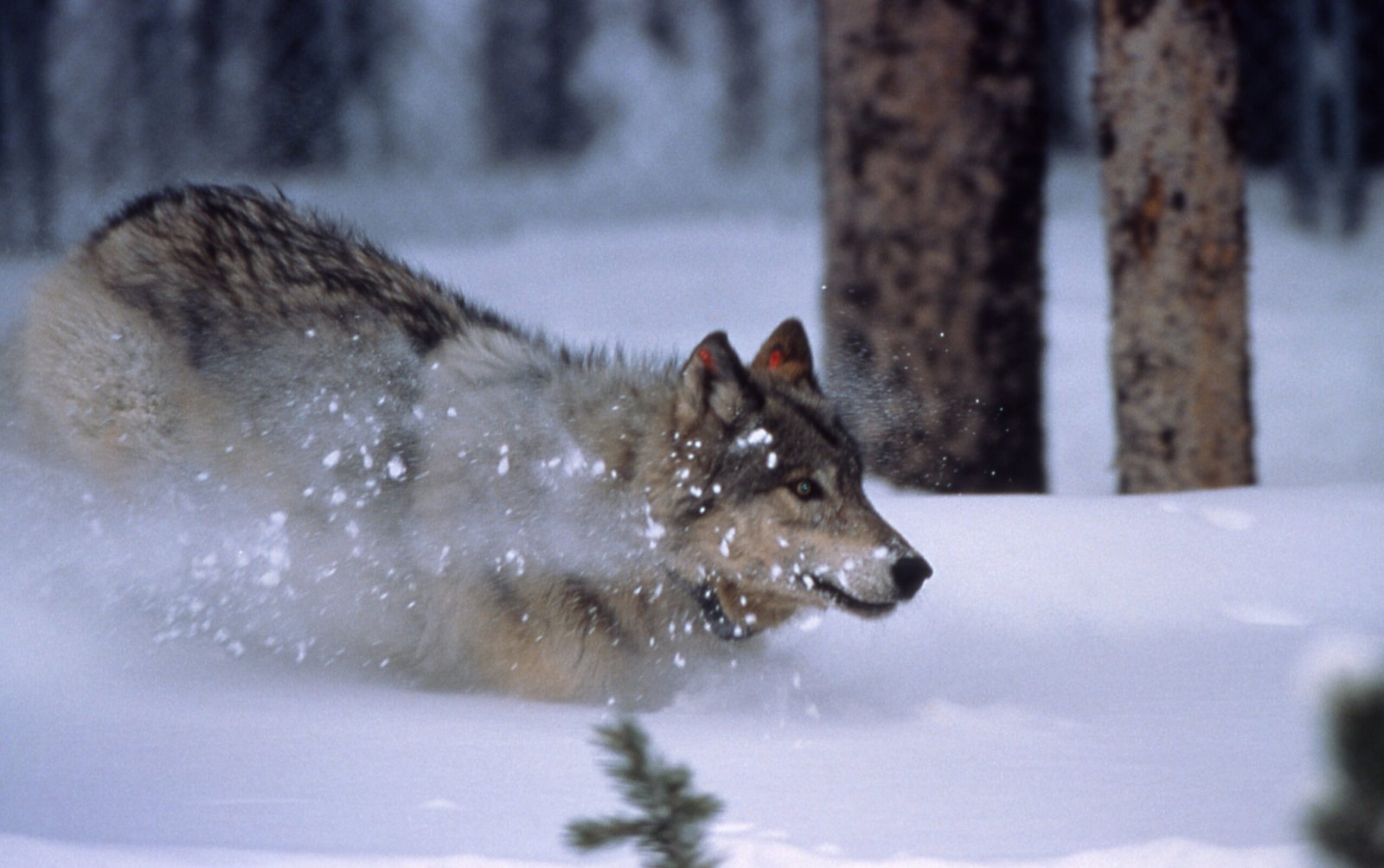 Incredible Endurance (image credits: wikimedia)
