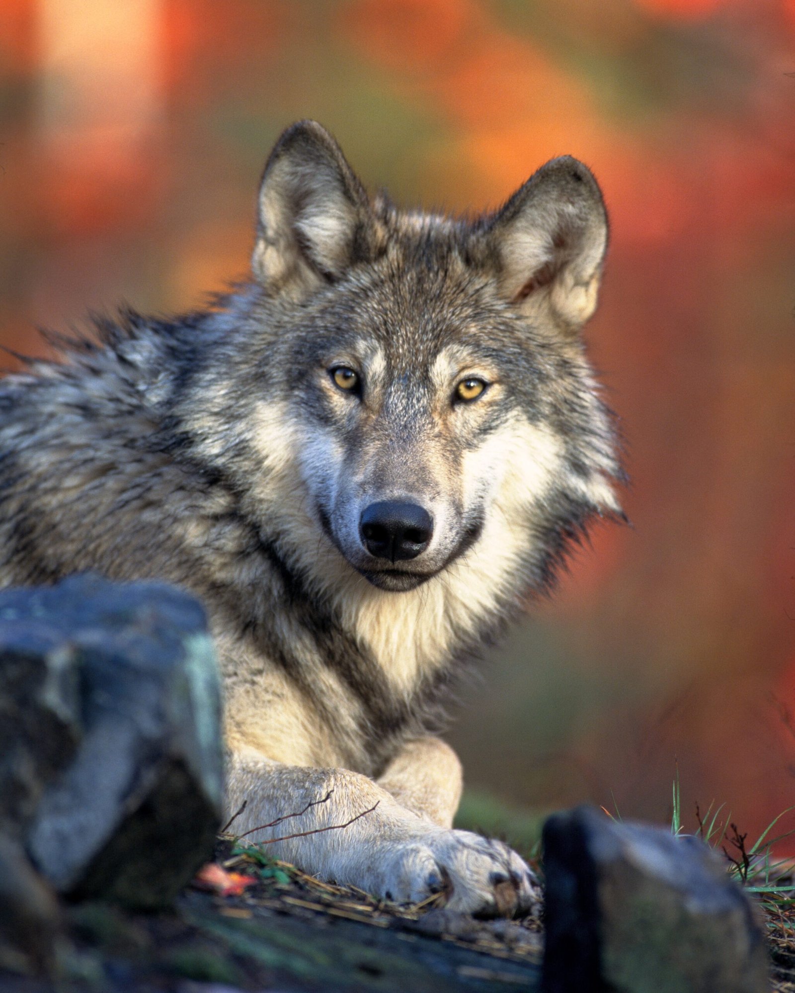 Adapting to Human Encounters (image credits: wikimedia)