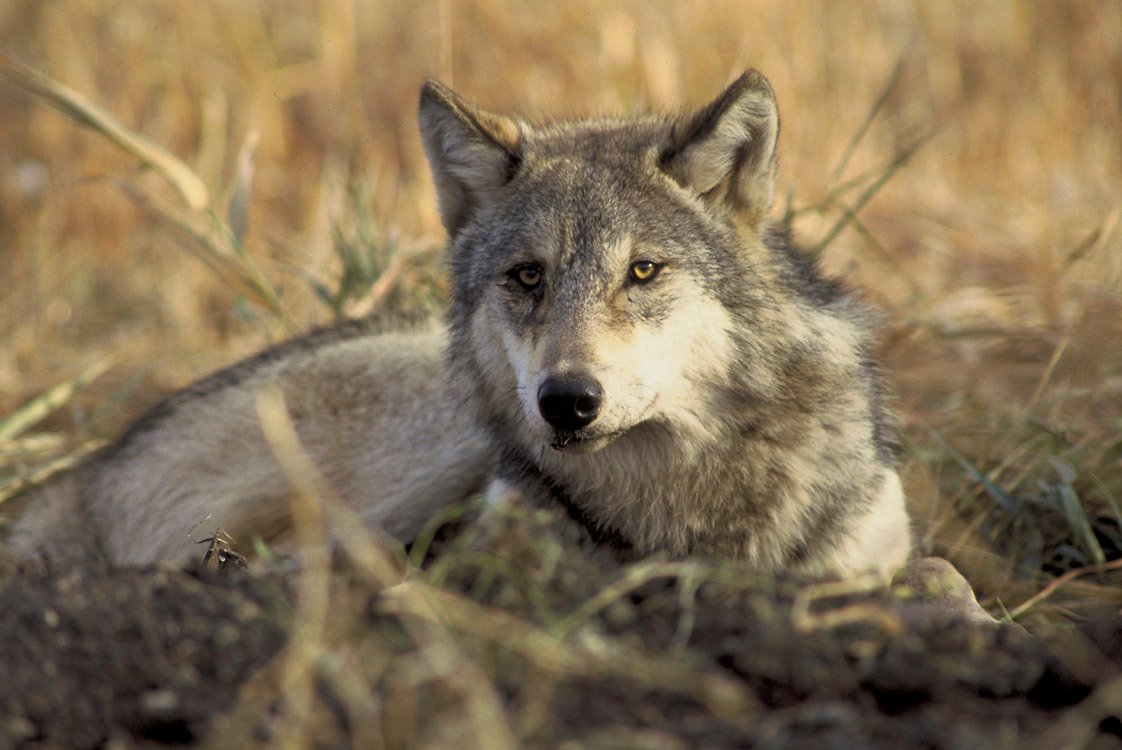 Vital Role in the Ecosystem (image credits: wikimedia)