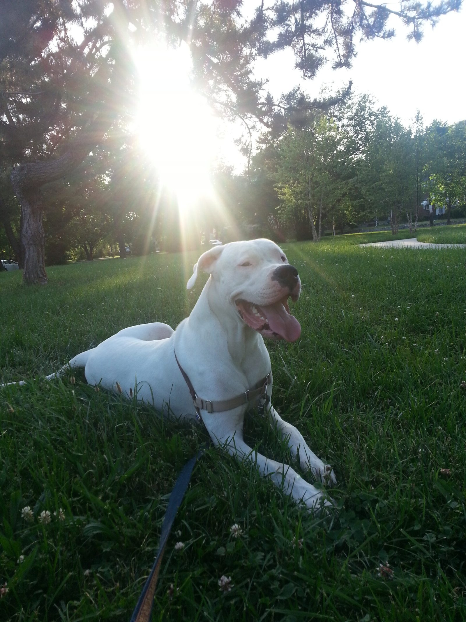 Dogo Argentino (image credits: wikimedia)