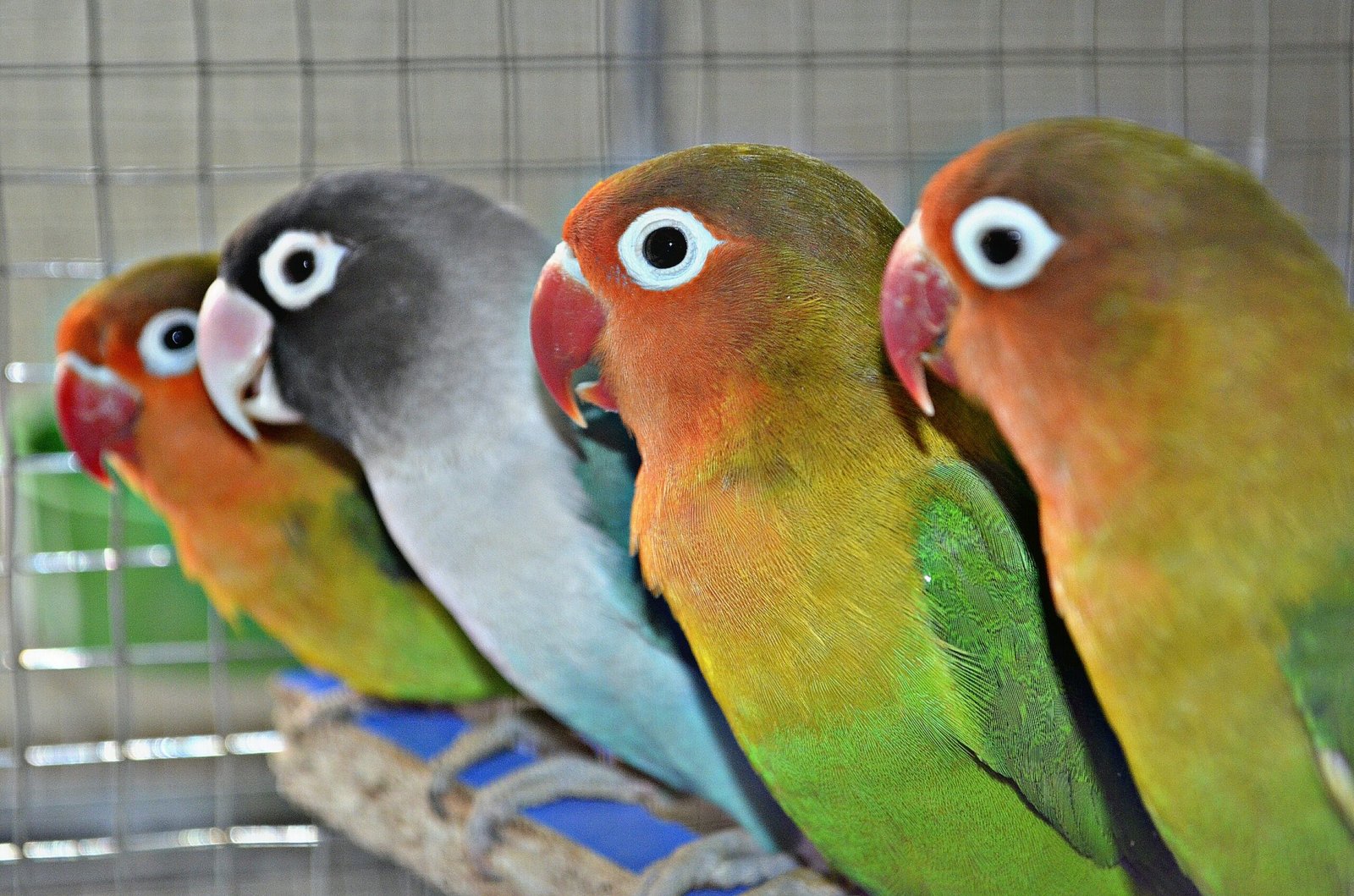 The Unique Social Nature of Lovebirds (image credits: wikimedia)