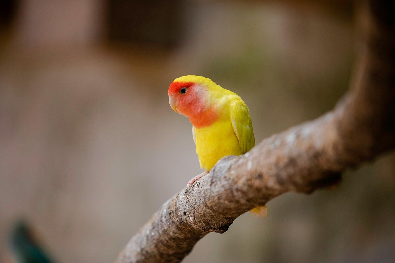 Communication: More Than Just Chirps (image credits: pixabay)