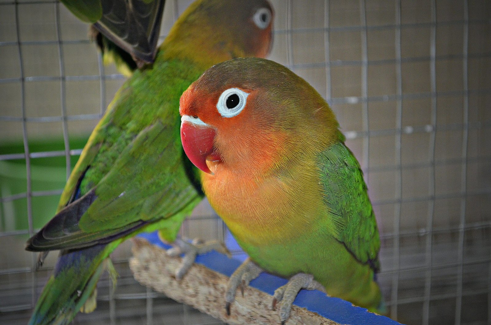 Lovebirds’ Loyalty and Attachment (image credits: wikimedia)